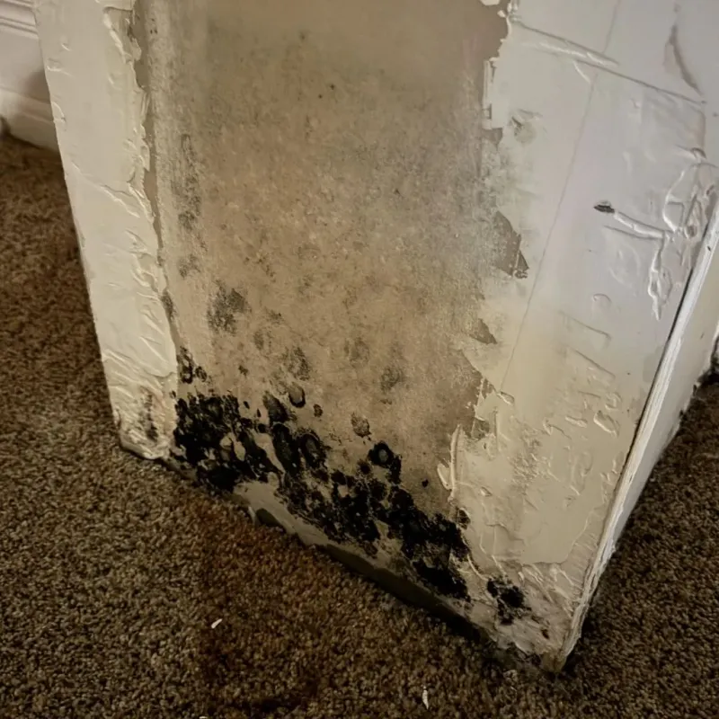 Professional Mold Removal in Judsonia, AR